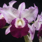 C Rubin 'Cold Steel' x Mem Robert Strait 'Blue Hawaii'