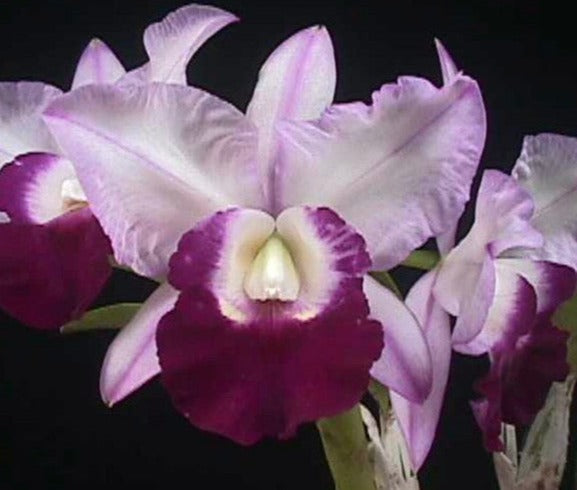 C Rubin 'Cold Steel' x Mem Robert Strait 'Blue Hawaii'
