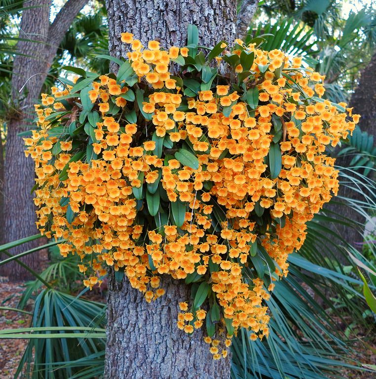 Den. aggregatum (syn lindleyi)