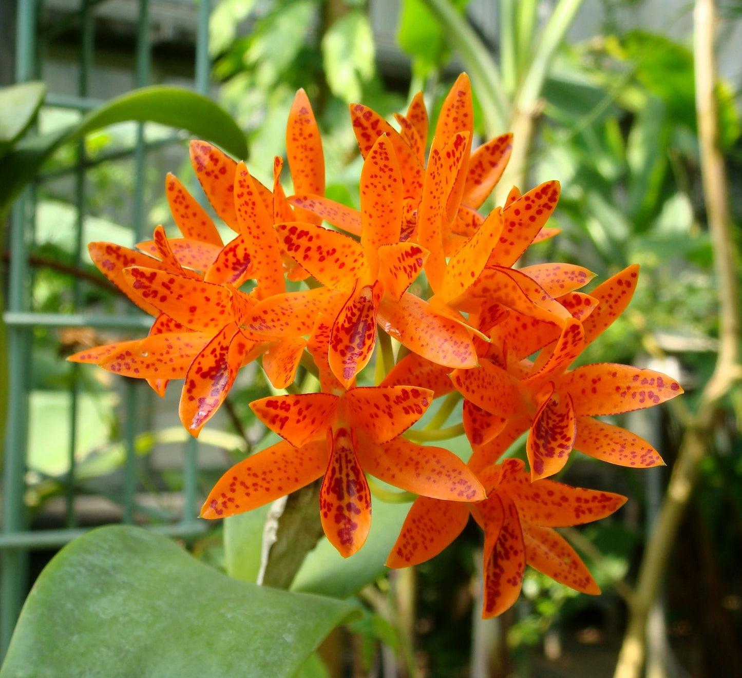 S. sanguiloba x aurantiaca