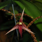 Bulb. digoelense x sib