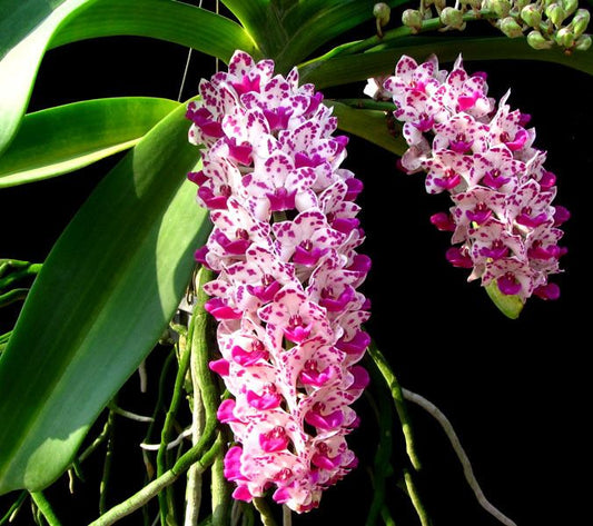 Rhynchostylis gigantea Red Spot