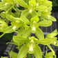 Gram. scriptum var. citrinum 'Hihimanu'
