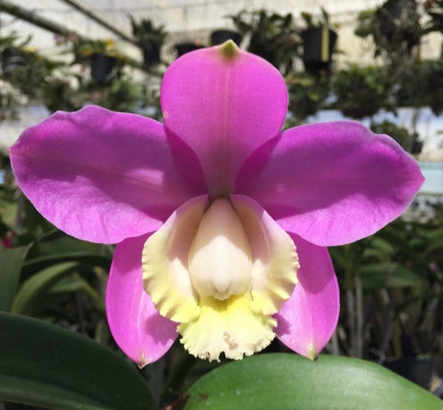 C. harrisoniana 'Volcano King' x aclandiae 'Valley Isle Dream'