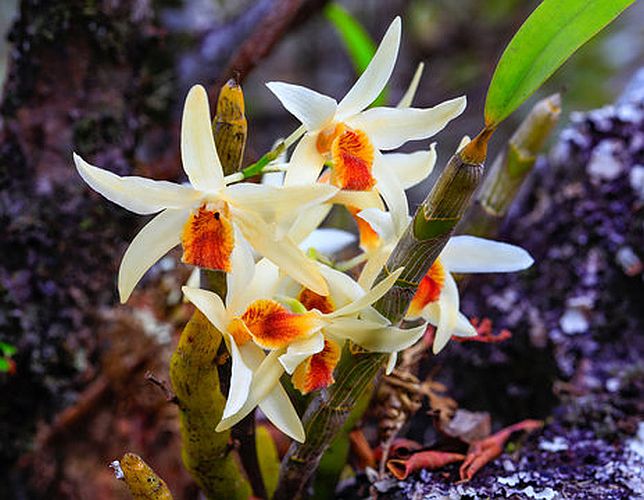 Dendrobium heterocarpum