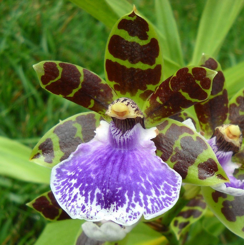 Zygopetalum Jumpin Jack