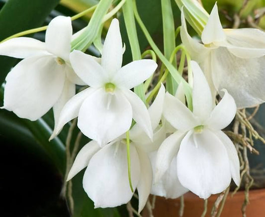 Angraecum leonis