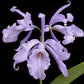 warscewiczii coerulea x maxima coerulea