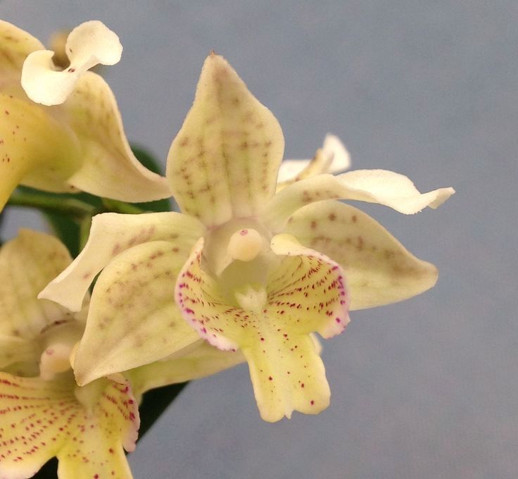 Den. Micro Chip 'Mini Flares' x self