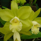 Orchid