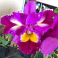 Pot. Rep Clift Tsuji 'Hawaii'