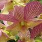 Den (Thongchai Gold x Candy Stripe)