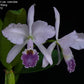 warscewiczii coerulea x maxima coerulea